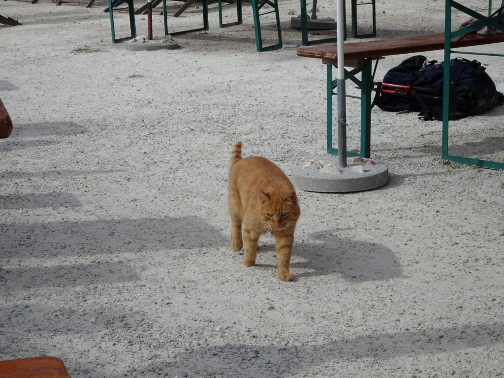 Garfield strolling around Waxriegelhaus