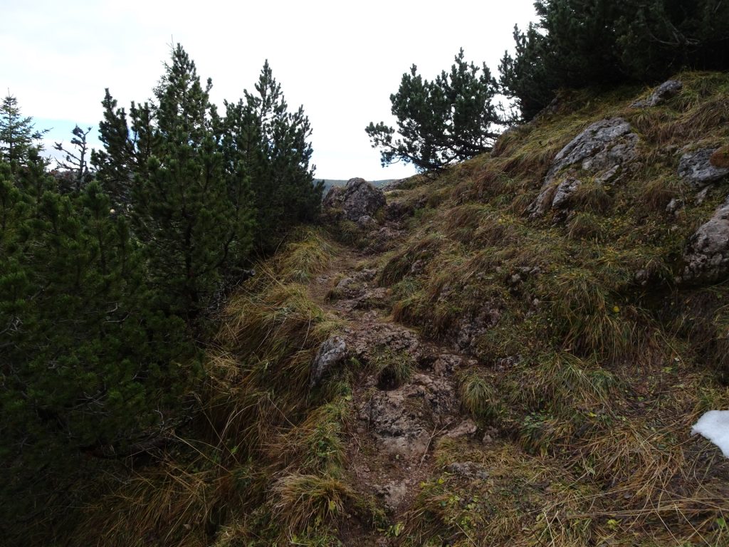 Trail towards "Dirnbacherhütte / Ottohaus"