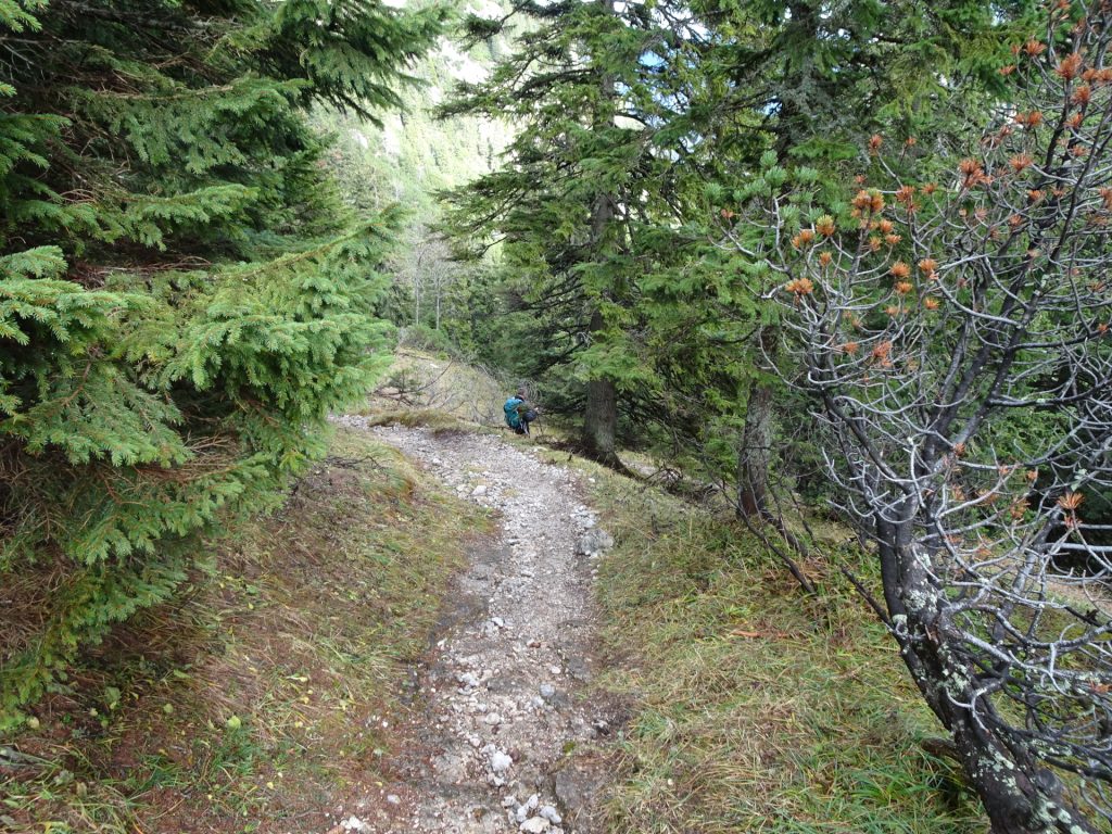 Descending towards "Dirnbacherhütte"