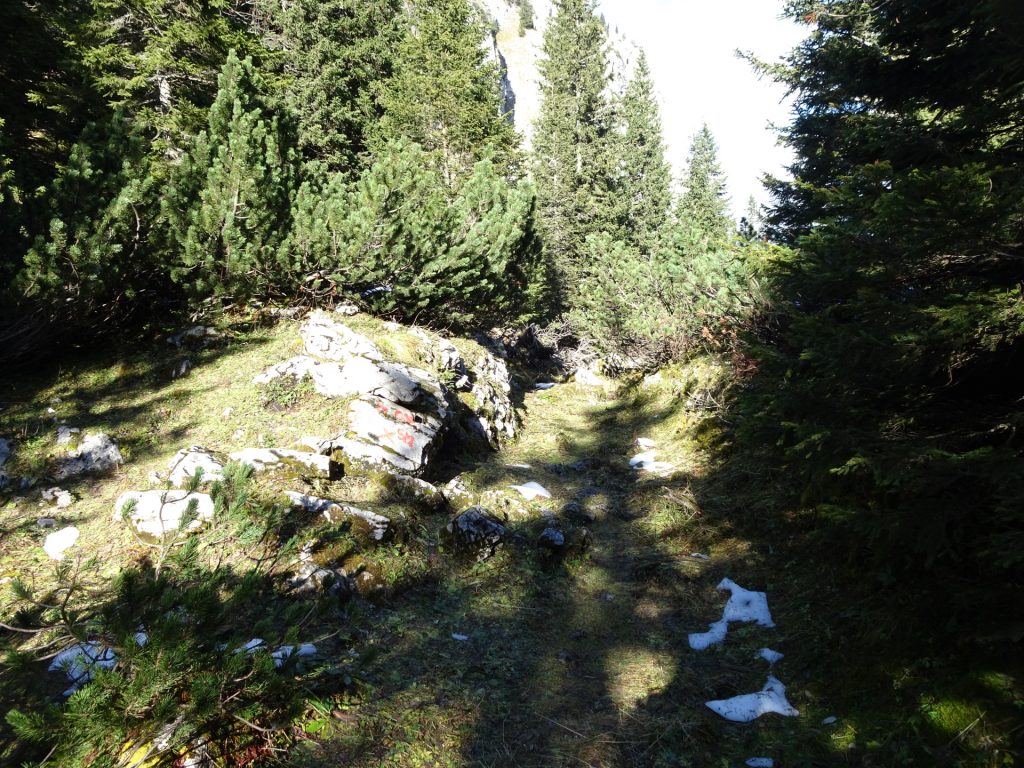 Trail towards "Gustav-Jahn-Steig"