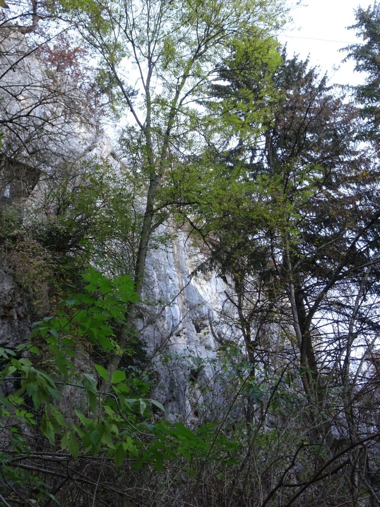 Looking back to the yellow ladder of "Währingersteig"