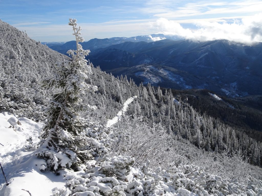 View back on the trail