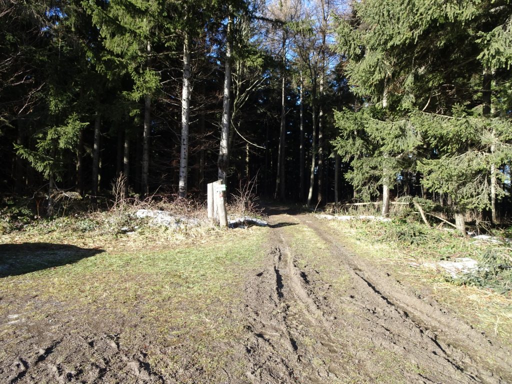 Trail towards "Hirschenstein"