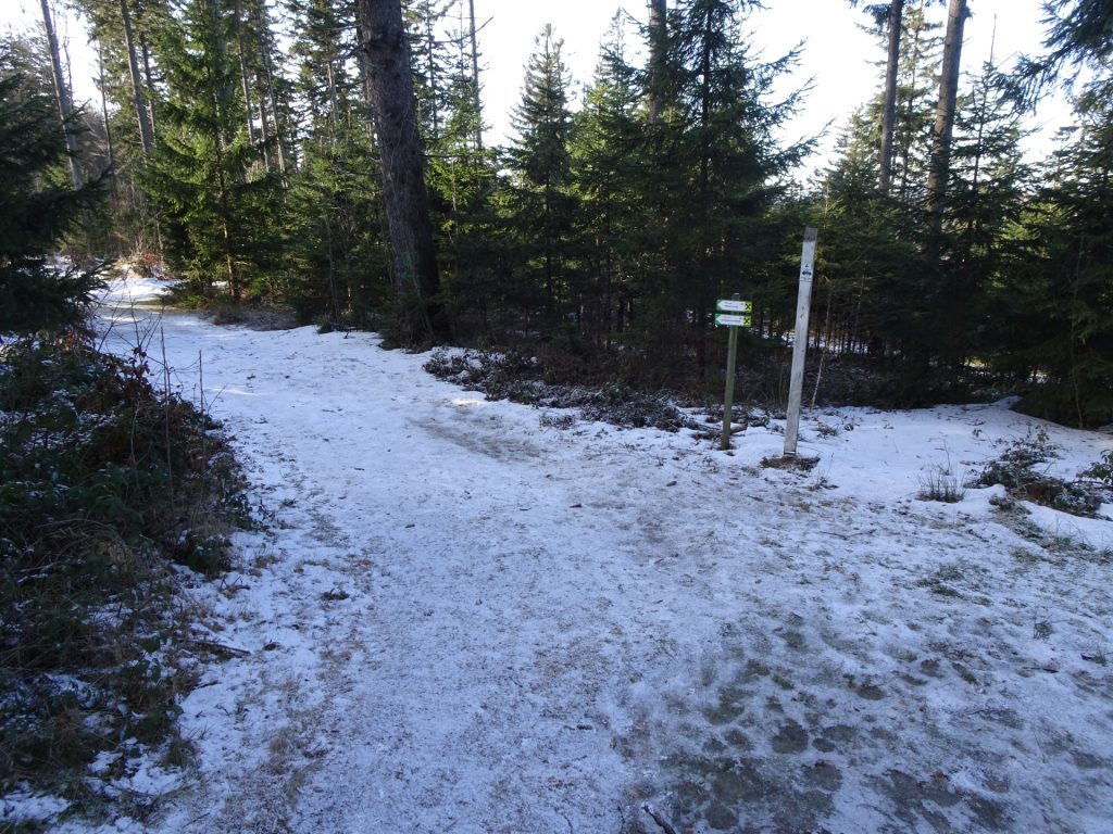 Turn left and follow the trail towards "Hirschenstein"