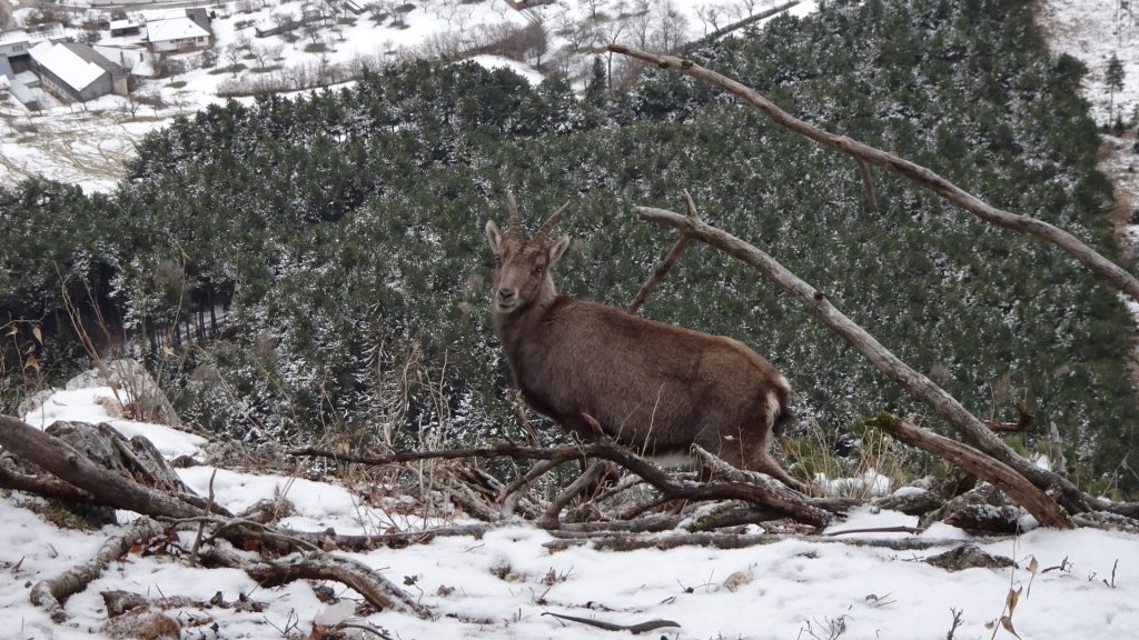 Wildlife at the "Hohe Wand"