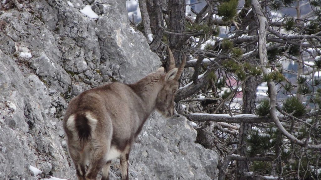 Wildlife climbing the "Steierspur"