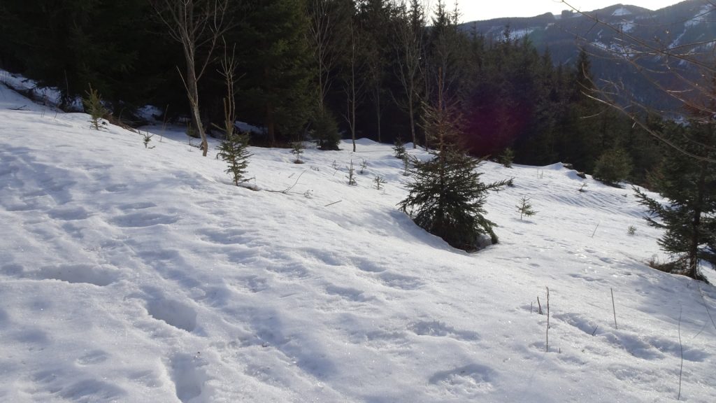 Trail towards Messnerin