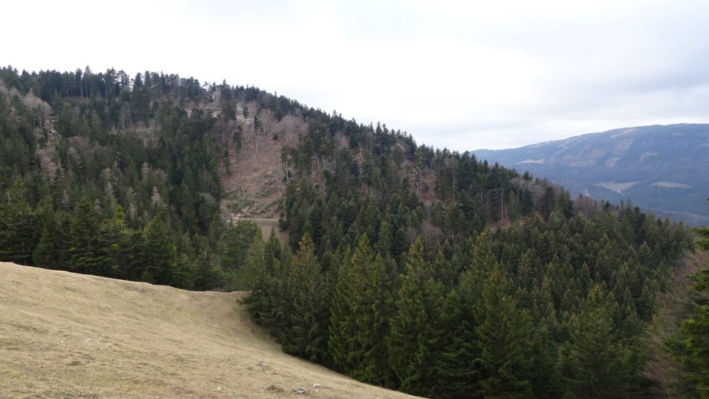 View back from the trail