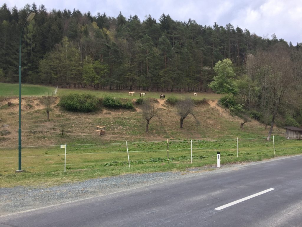Horses seen in \"Tauchen\"