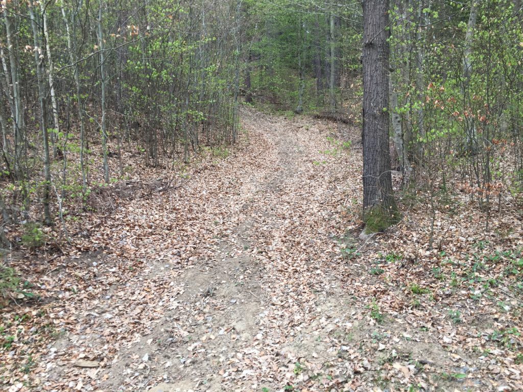 Trail towards "Weidenhöhe"