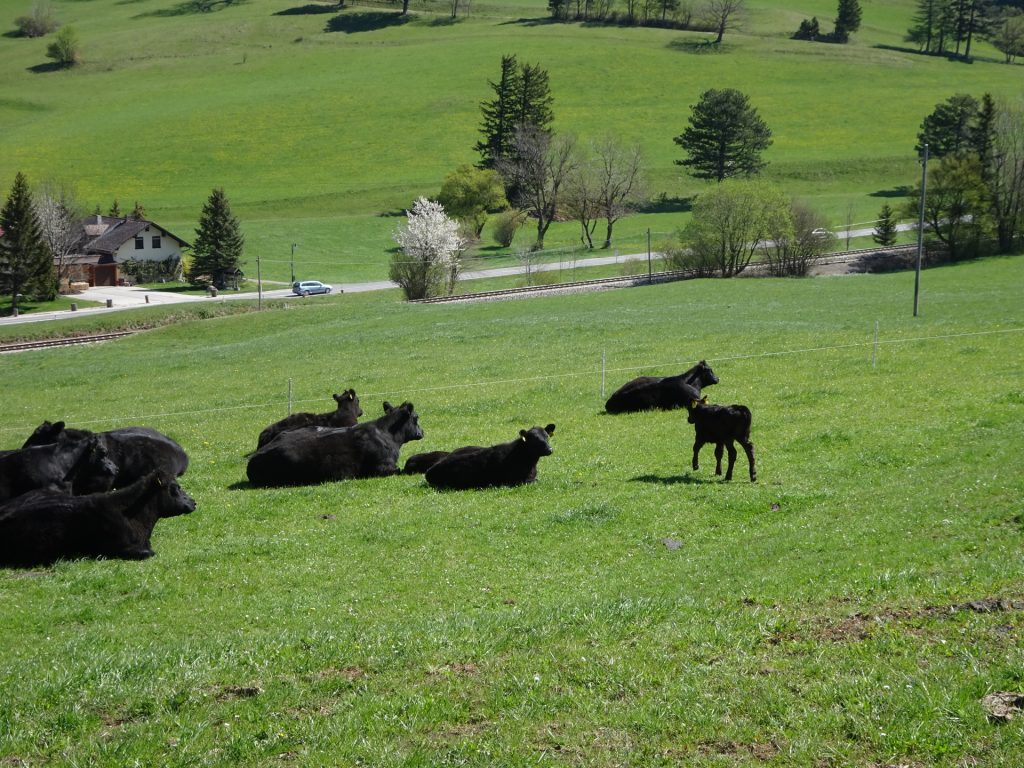 Black cows