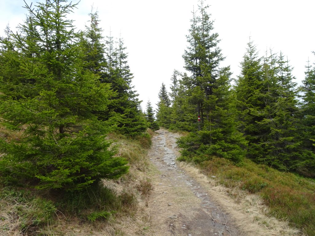 On the trail (Alpannonia) towards "Dreiländereck"