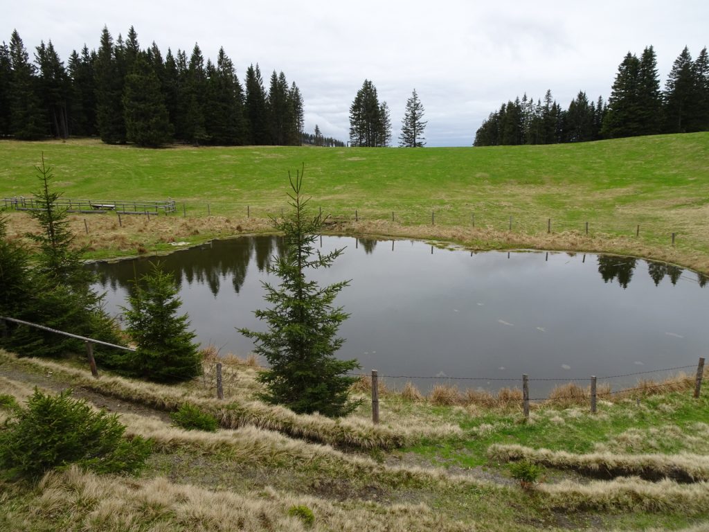 The "Bärenlacke" (next to Kranichberger Schwaig)