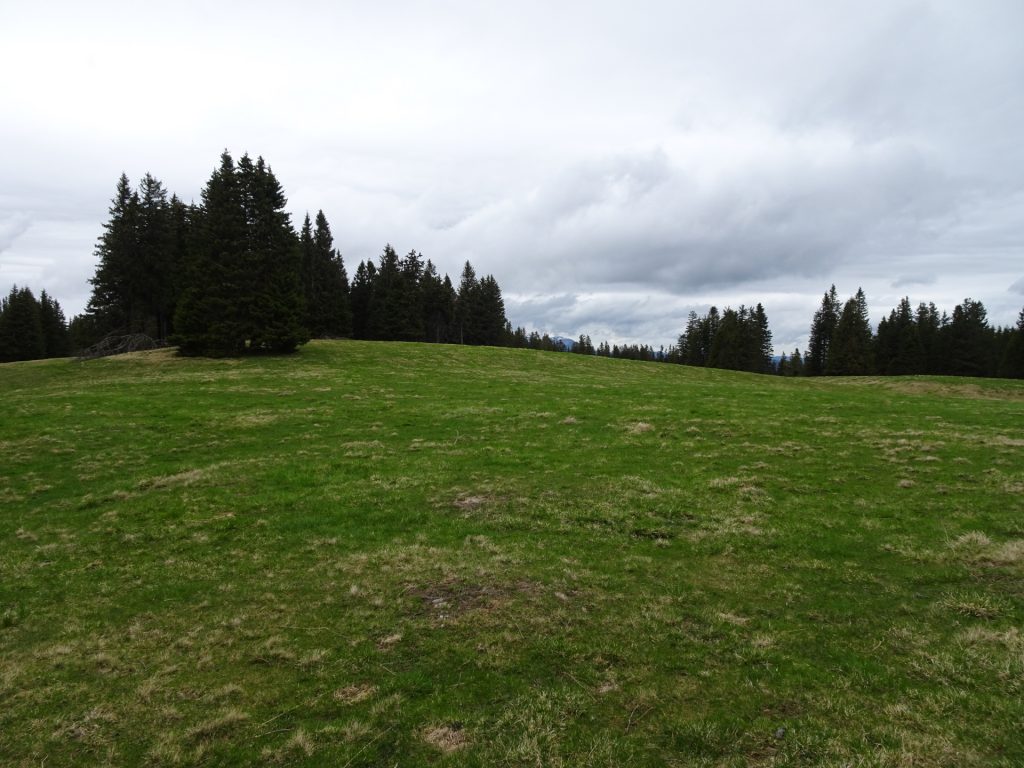 Nice meadow next to "Bärenlacke"