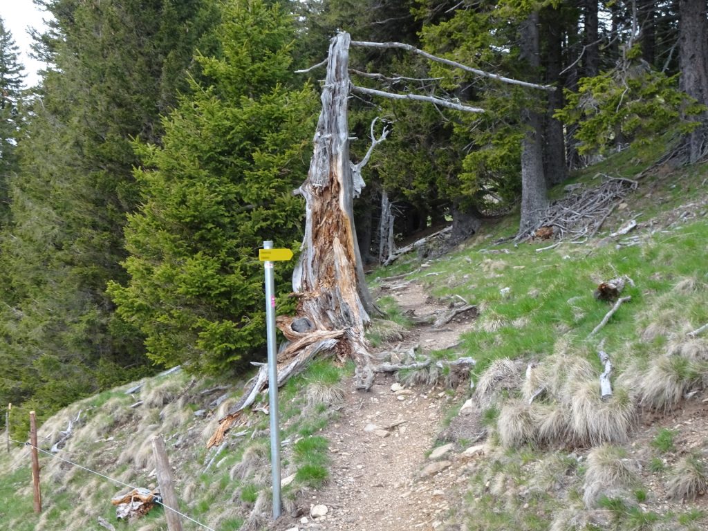 Looking back on the trail towards "Feistritzer Schwaig"