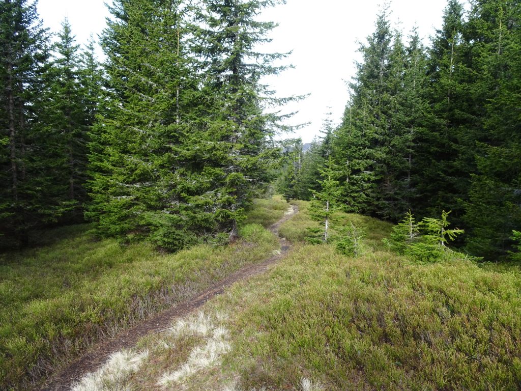 Trail towards "Großer Pfaff"