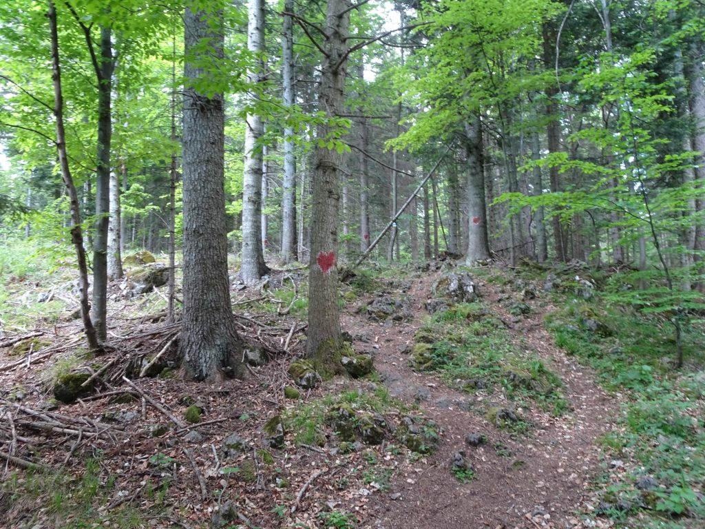Trail towards "Turmsteighütte" (marked with hearts)