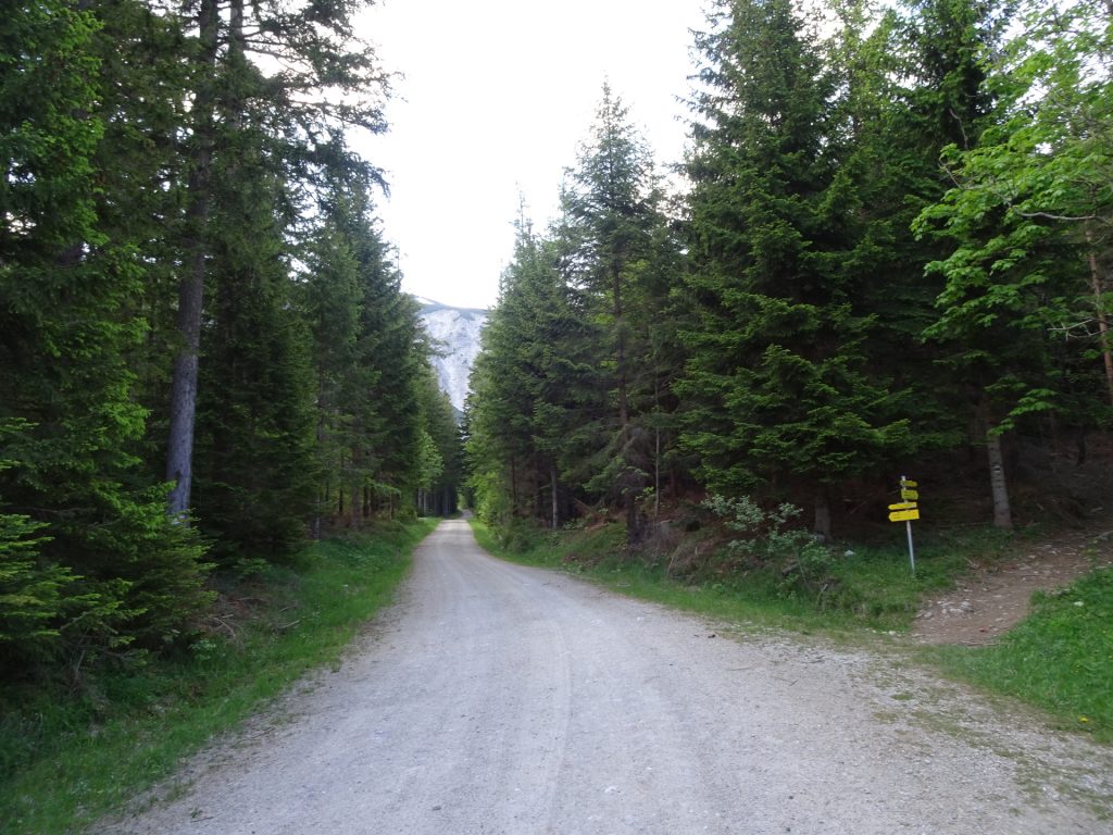 Turn right here and follow the trail through the forest towards "Preinerwand-Steig" (marked white-green-white)