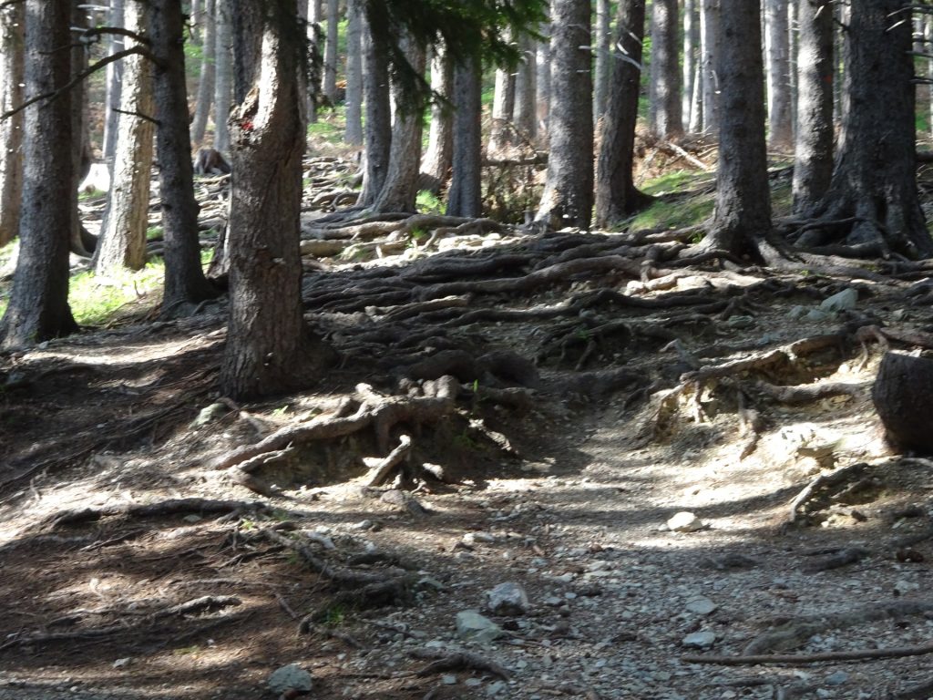 Distinctive part of the trail towards "Preinerwand"