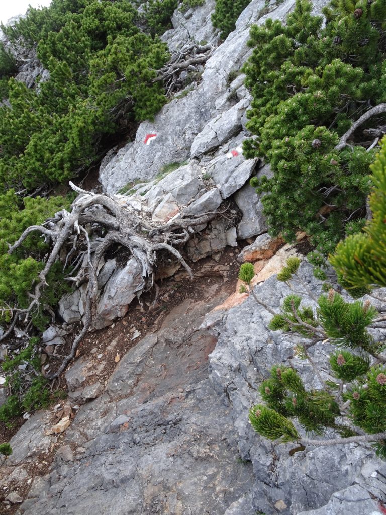 Easy climbing parts of "Preinerwand-Steig"