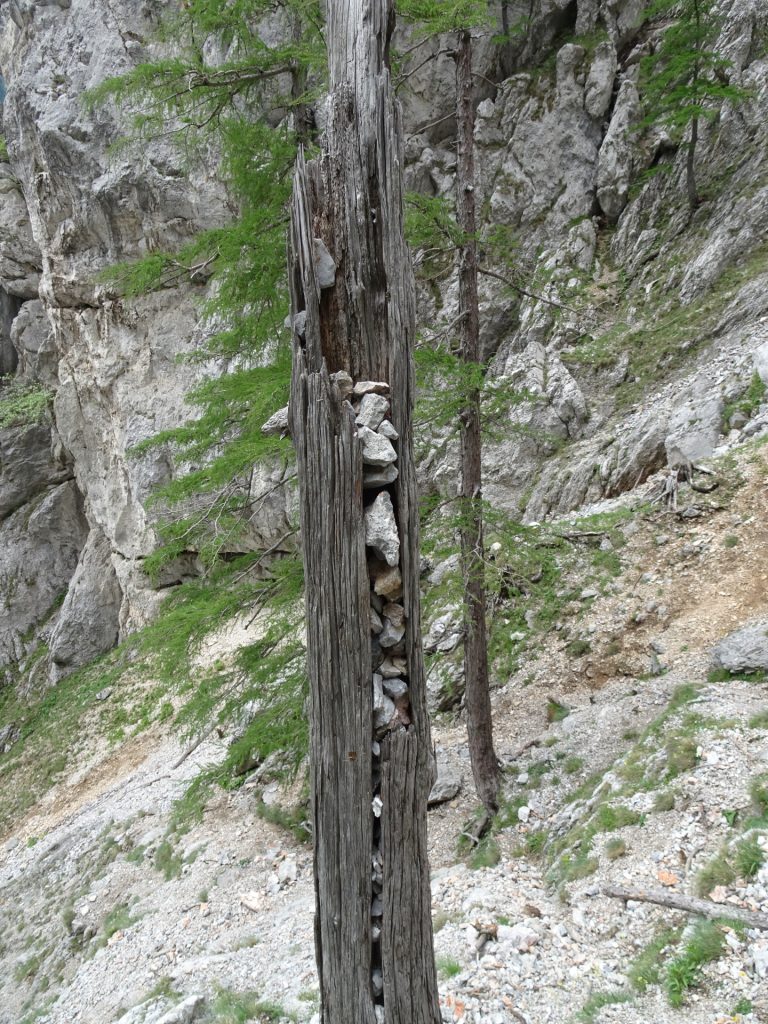 Interesting trunk at "Teufelsbadstubensteig"