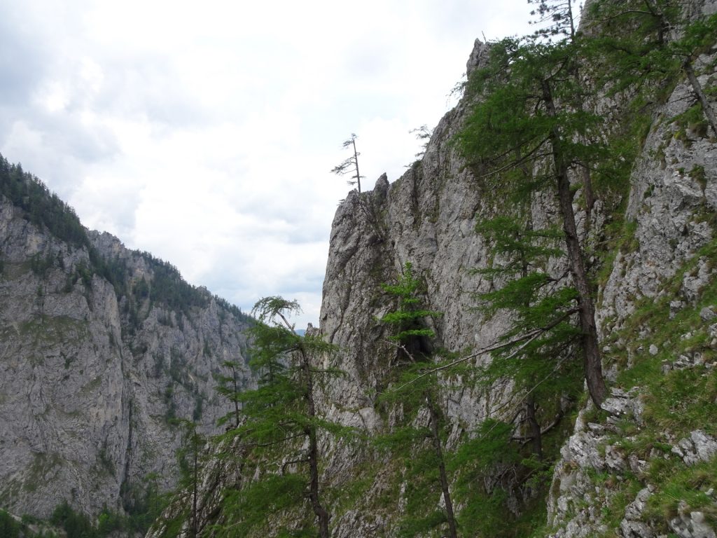 View from "Teufelsbadstubensteig"