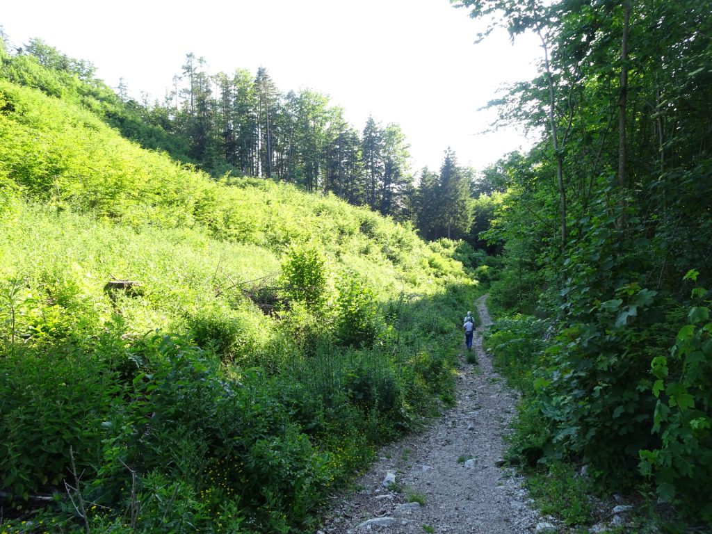 On the trail down towards "Myrafälle"