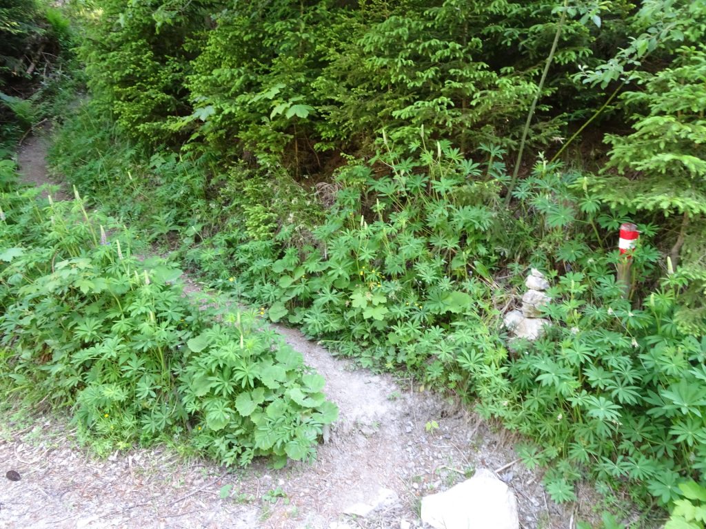 Use this small trail up towards "Nasskamm"