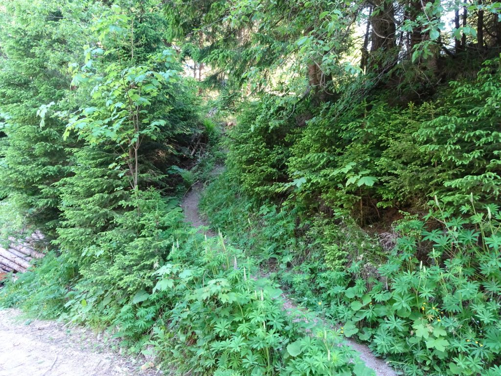 Use this trail up towards "Nasskamm"