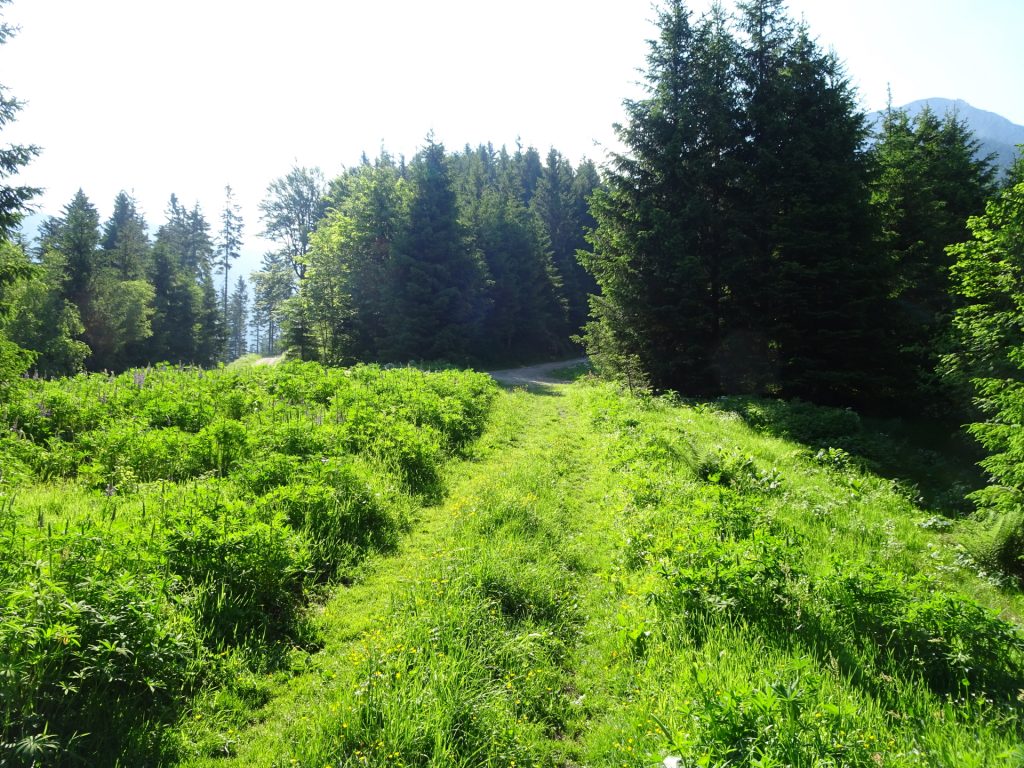 Trail towards "Gamseck"