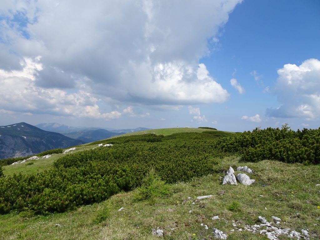 Towards the summit of "Gamseck"