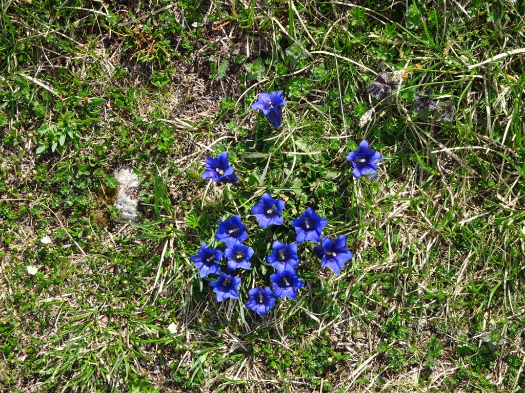 Beautiful mountain flowers