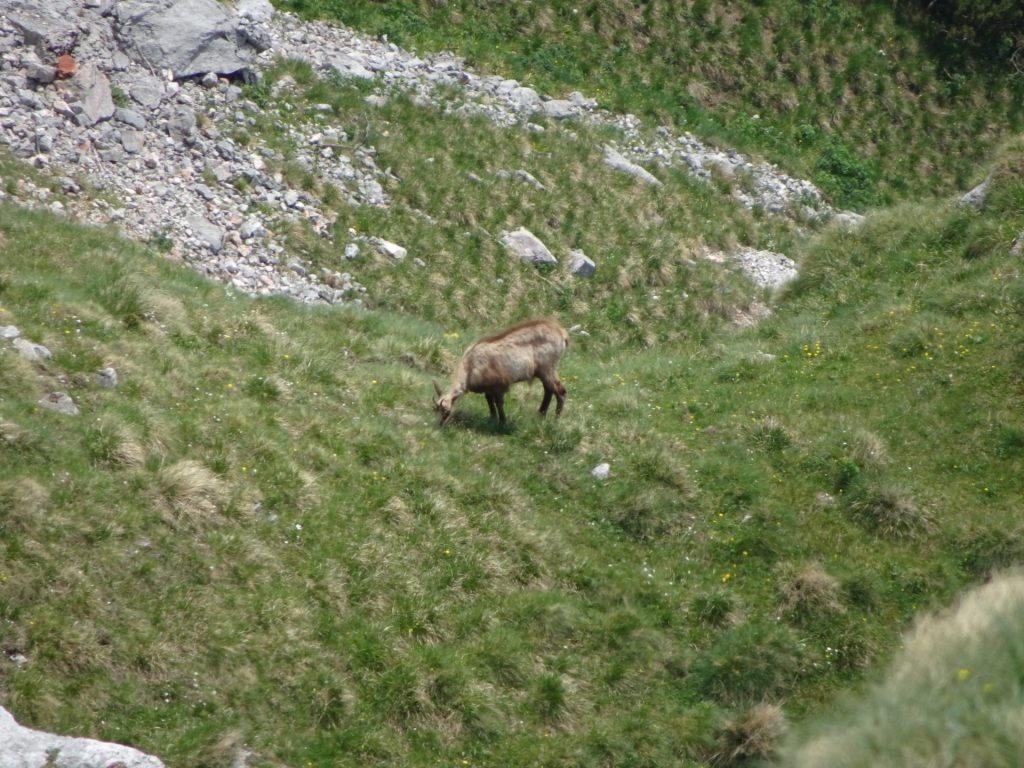 Wildlife at the "Rax" plateau