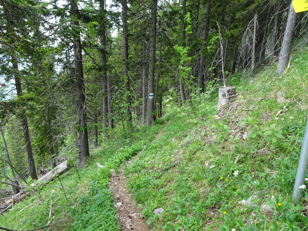 On the trail towards "Almgasthof Moassa"