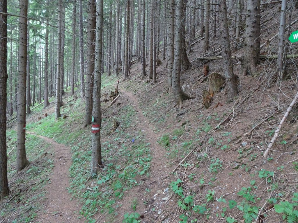 Turn left and stay on the marked "Schutzsteig" trail