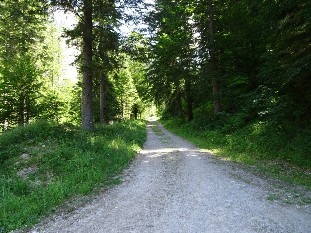 Follow the forest road towards "Trawiesalm"