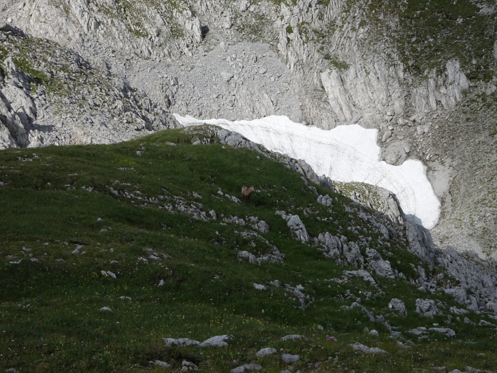 Wildlife seen while descending via "Graf-Meran-Steig"