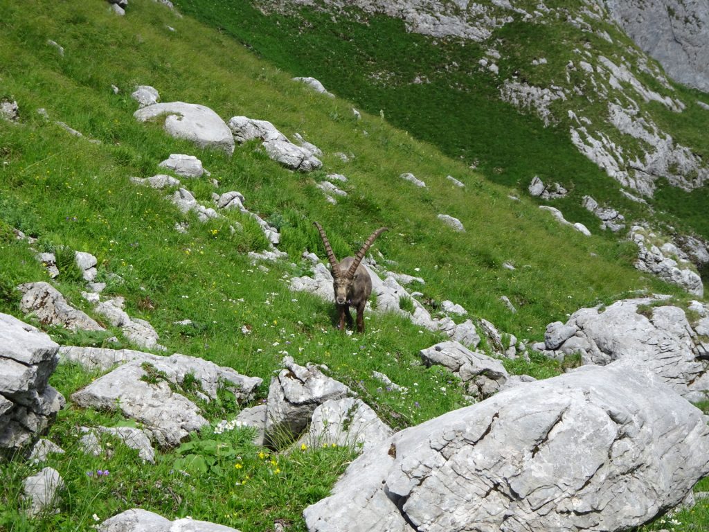 Wildlife seen from "Graf-Meran-Steig"