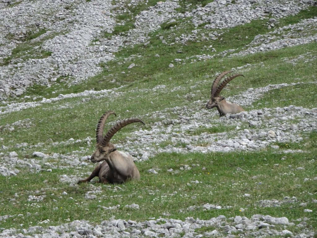 Wildlife seen from "Graf-Meran-Steig"