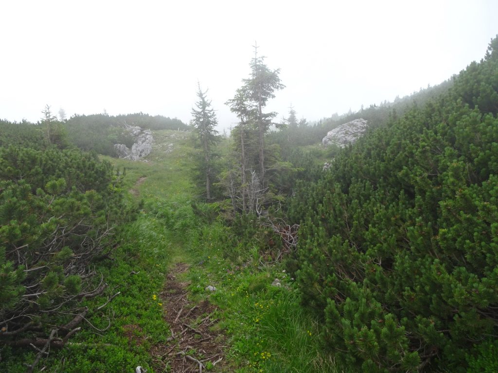 Trail towards "Schneealpenhaus"