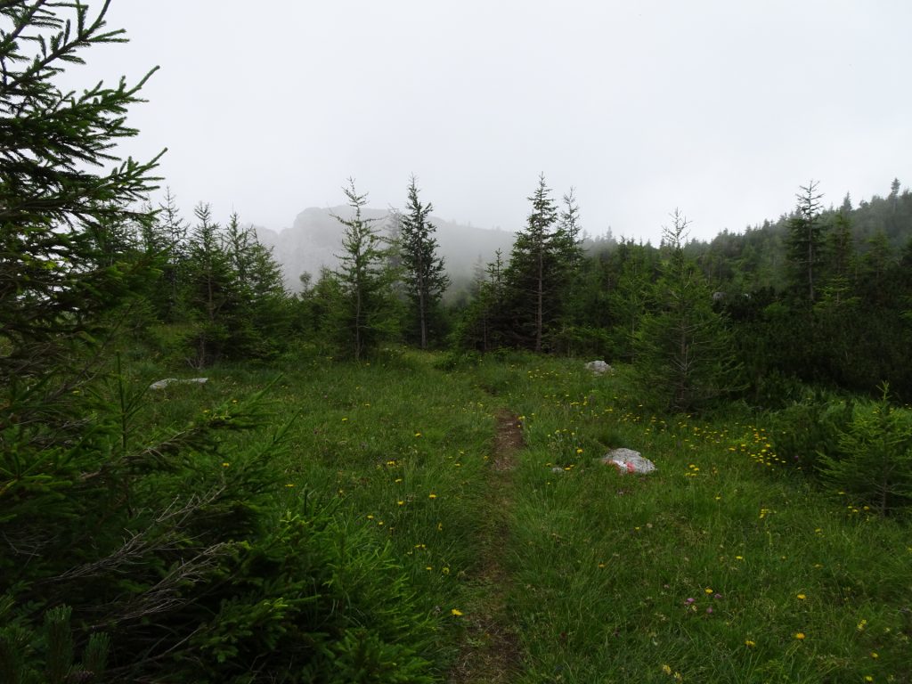 Trail towards "Schneealpenhaus"