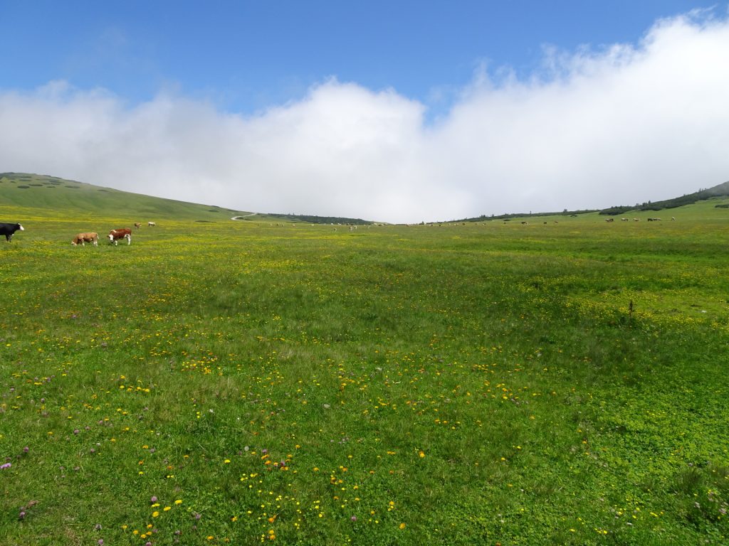 Impressive mountain pasture at "Michlbauerhütte"
