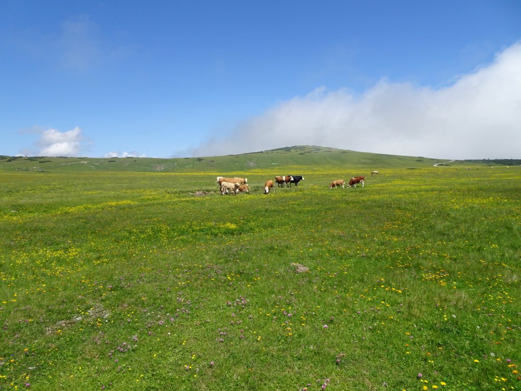 Impressive mountain pasture at "Michlbauerhütte"