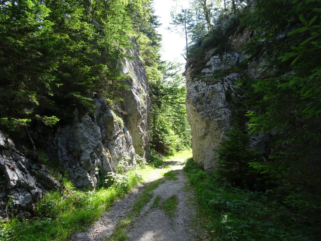 On the forest road towards "Teufelsbadstubensteig"