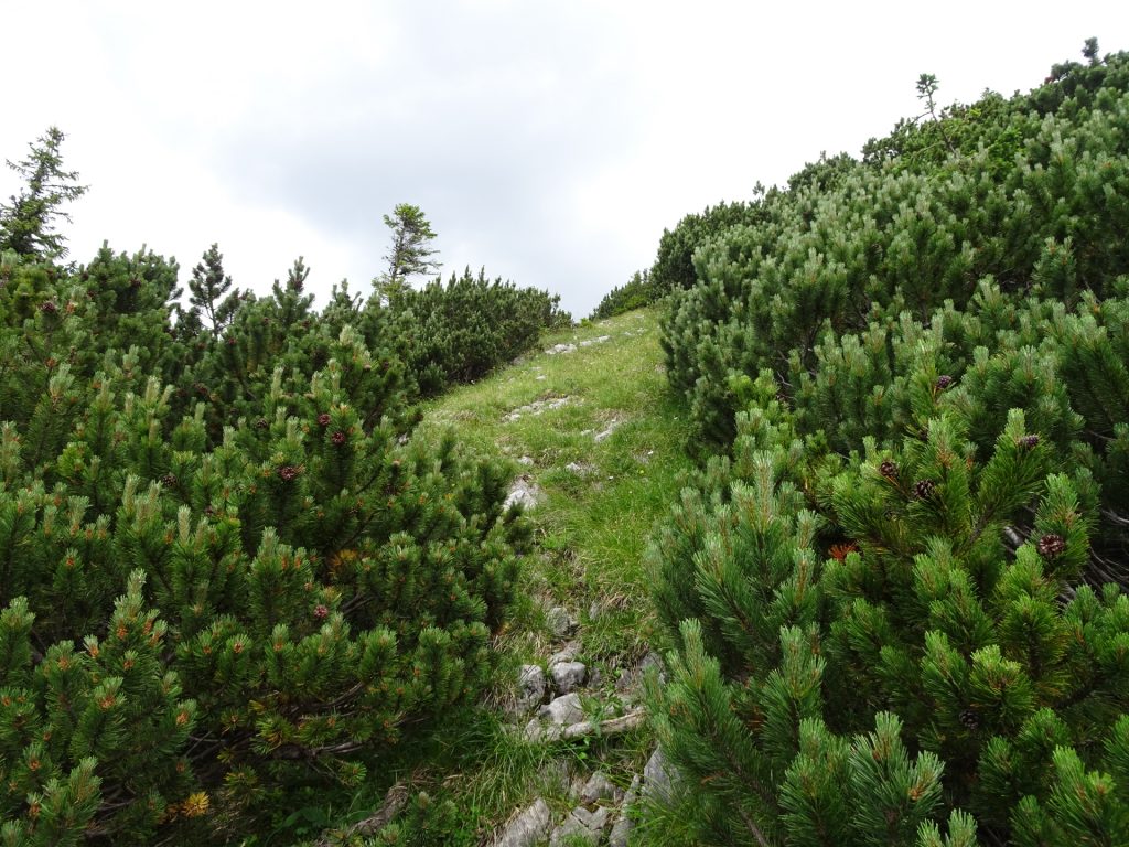 Finding the way up to "Donnewand"