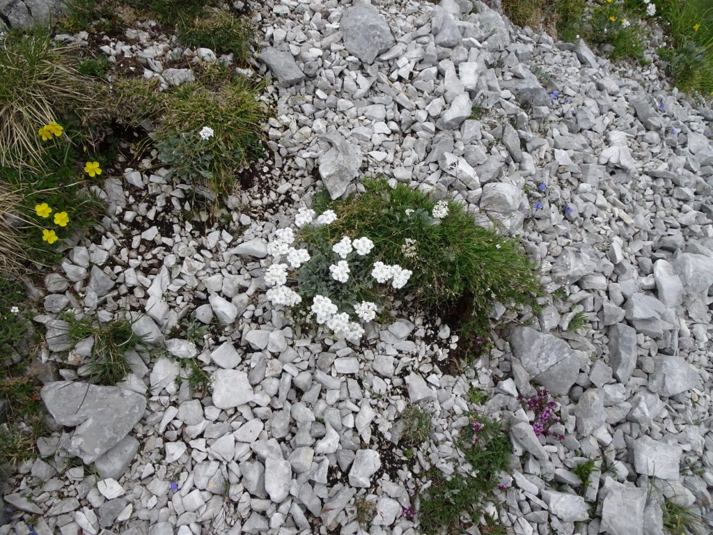 Nice alpine flowers on the way up to "Donnerwand"