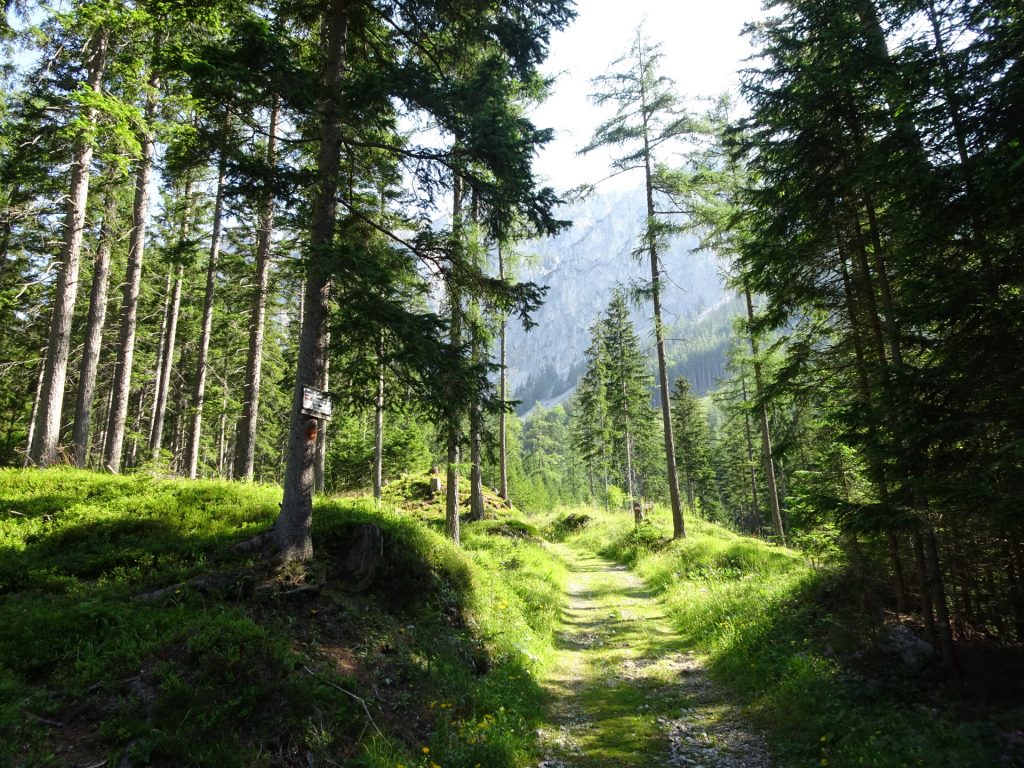 On the trail towards "Kamplsteig"