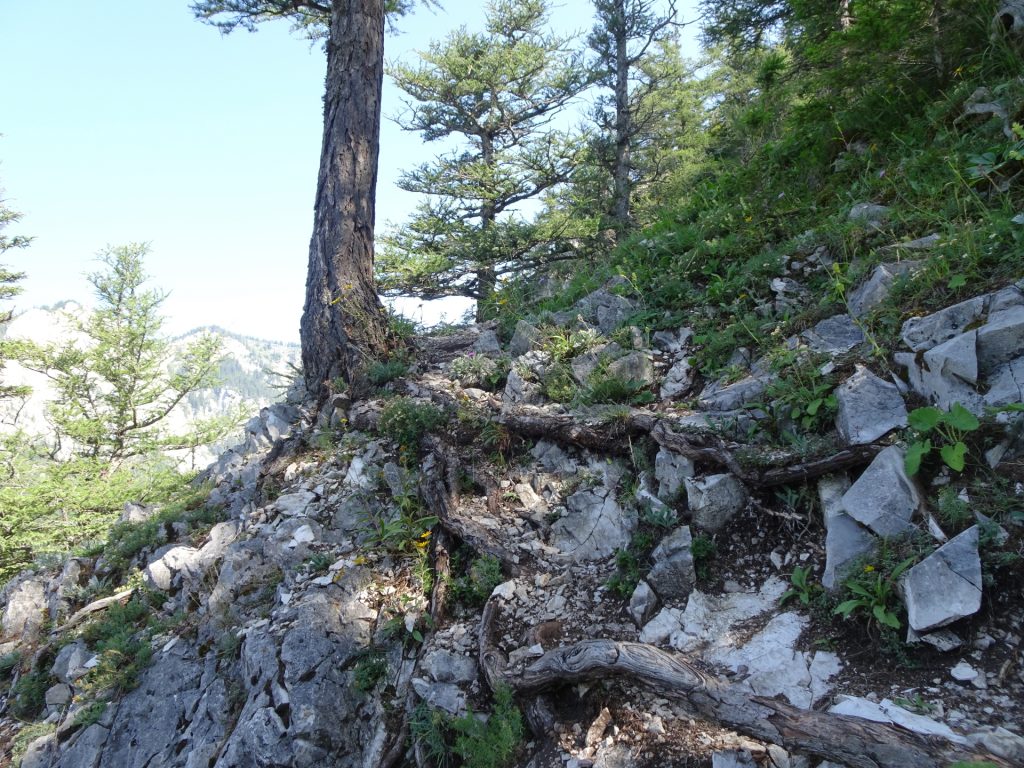 The trail towards "Kamplriedl" becomes steep