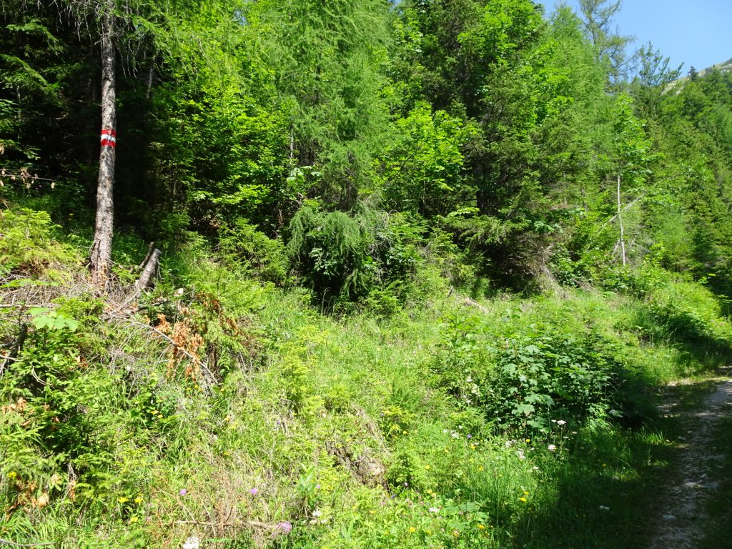 Turn left here and follow the red-white-red marked trail upwards