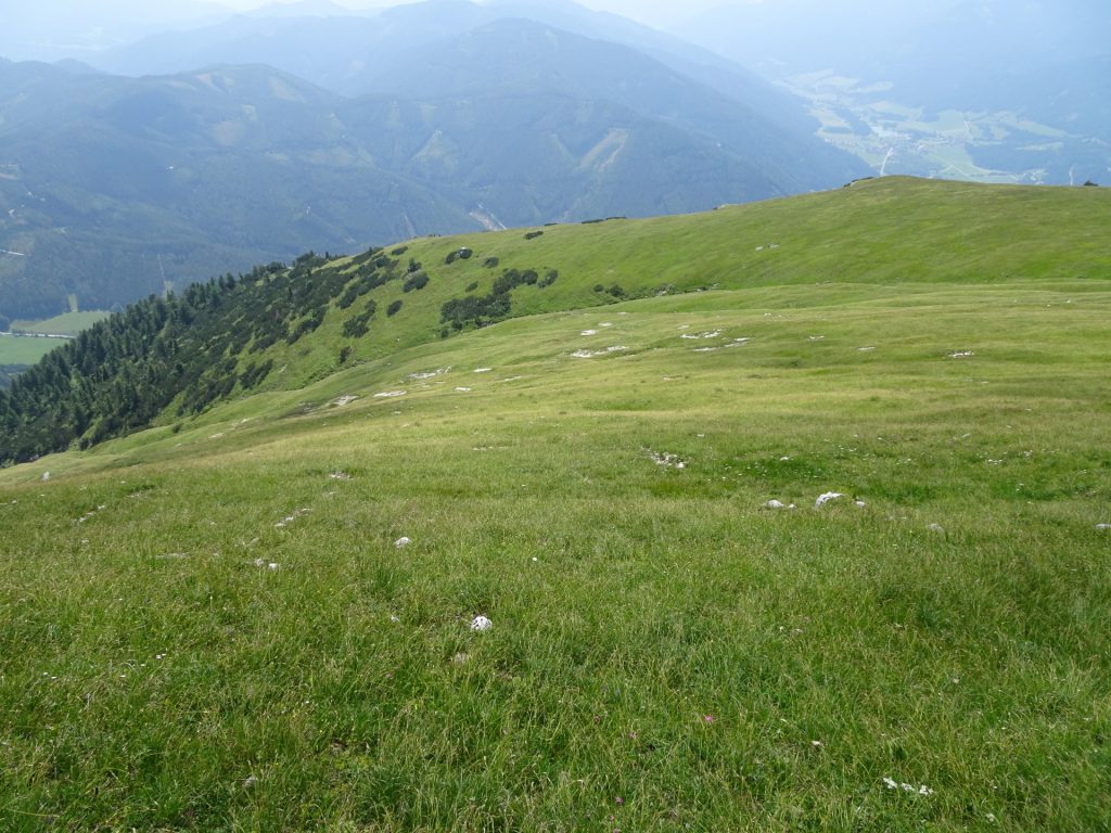 Descending through the meadow